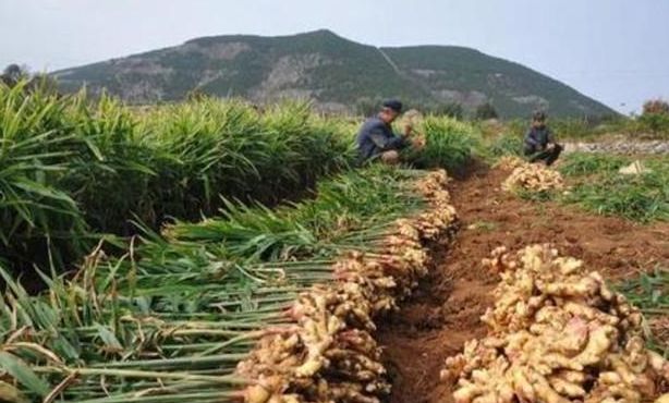 种植生姜能致富吗,生姜栽培种植新技术