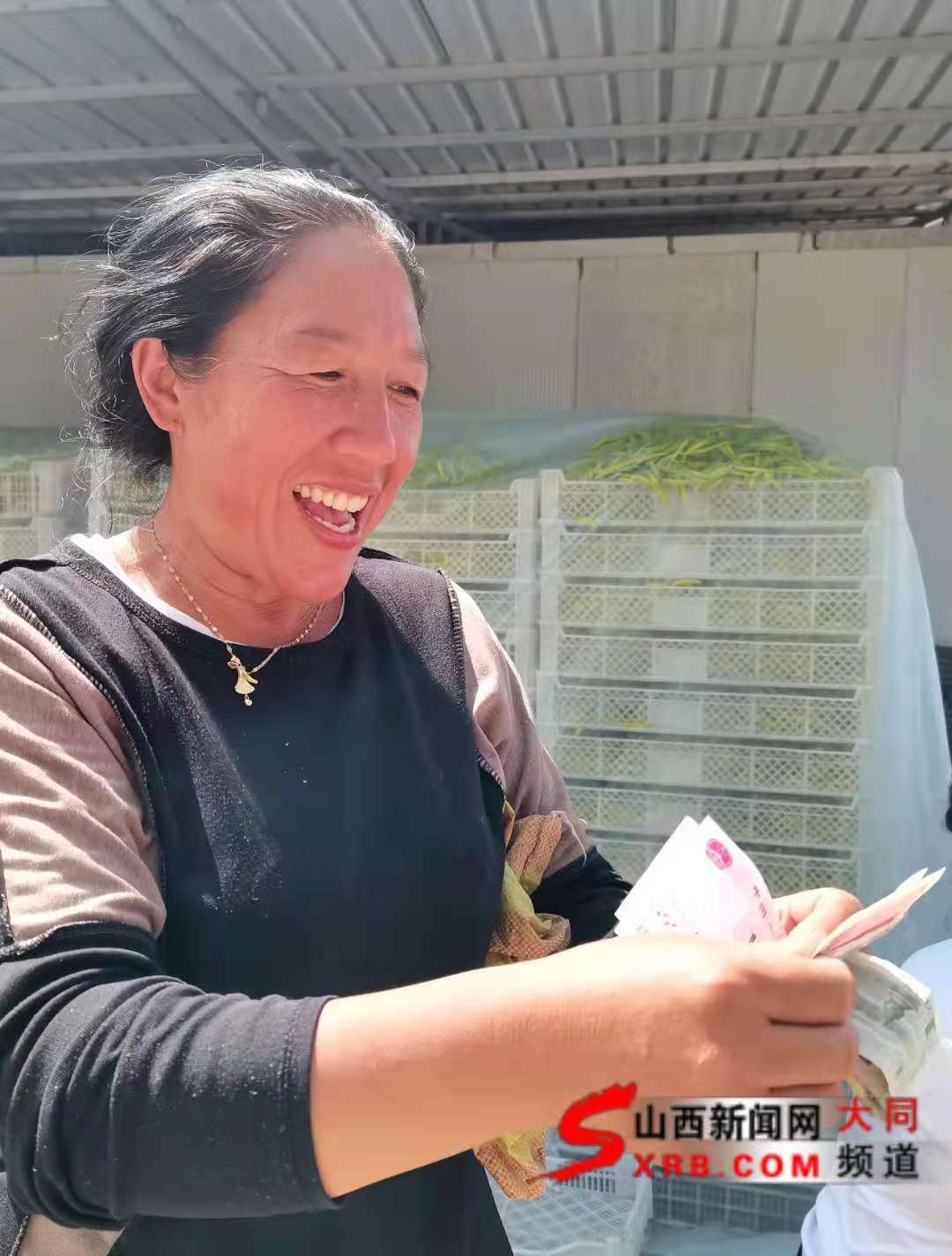 云州黄花，“今年是最好的一年！”