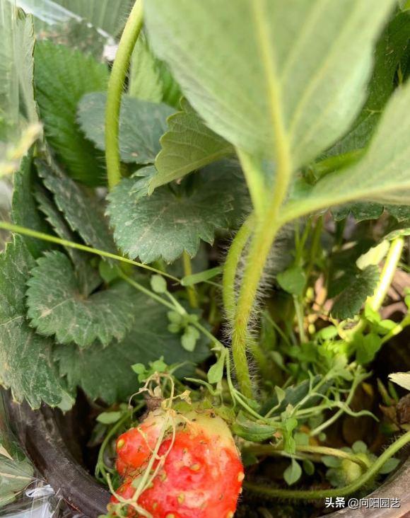 草莓要怎么种才能种出香甜的草莓,怎么种一年四季都有草莓吃