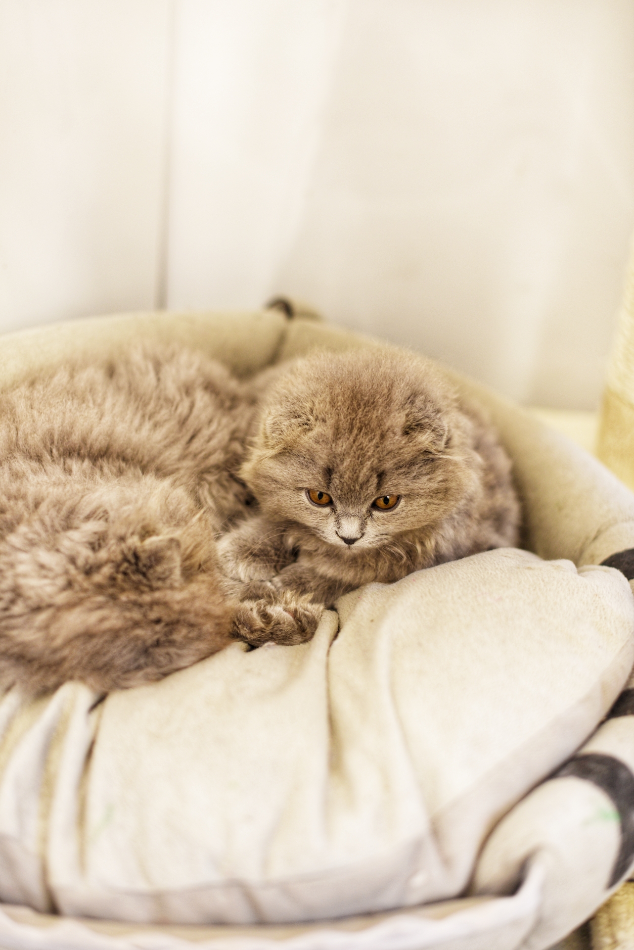 厦门鼓浪屿好吃的美食,鼓浪屿美食攻略2017图片欣赏