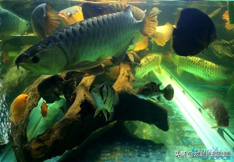 手把手教你做龙鱼最强营养秘方食谱--鲜虾牛肉狮子头,别馋哈