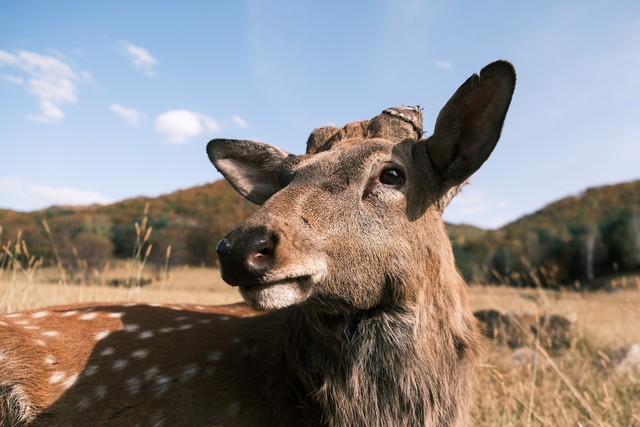富士小巧轻便,富士轻便的相机