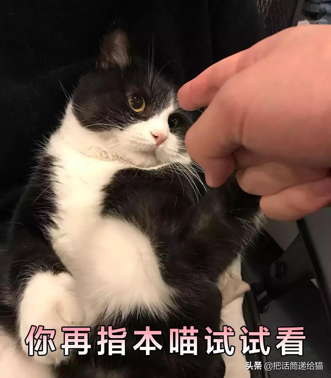 猫故事书籍,猫故事小说