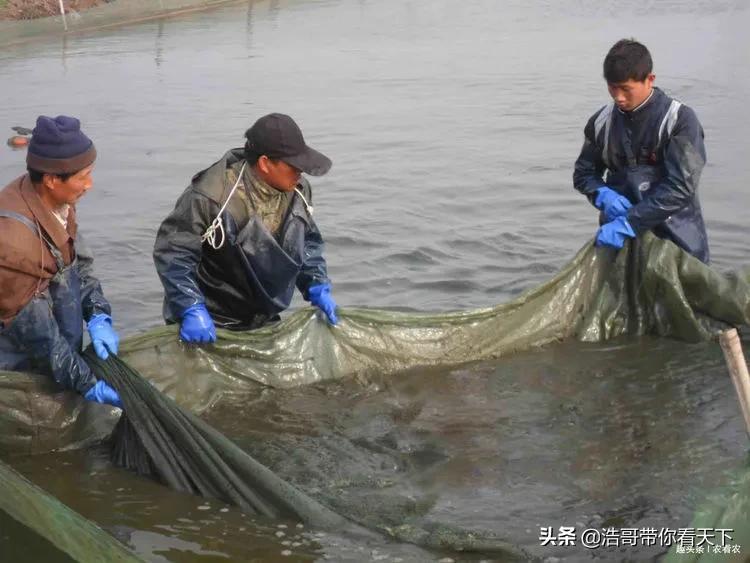 被大量养殖的摇钱树,养殖摇钱树