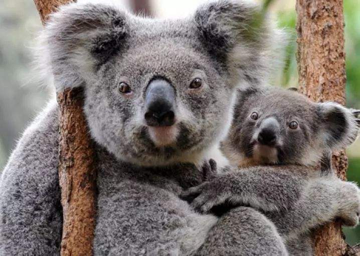 家里养考拉,养考拉的痛苦经历