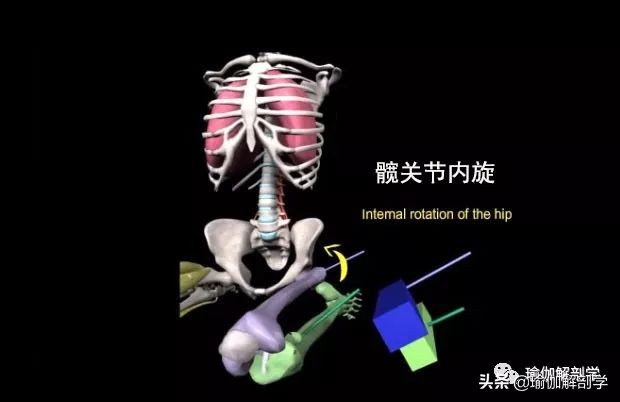 瑜伽英雄卧的好处和功效,瑜伽体式金刚卧腰痛