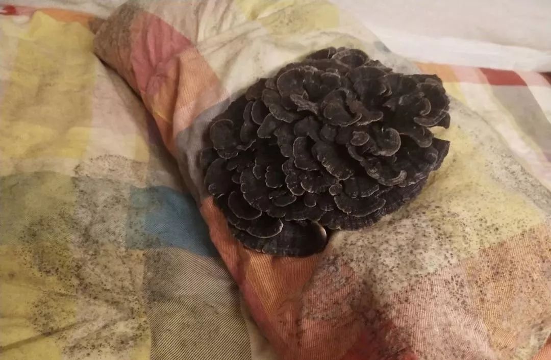 被子潮湿发霉最快解决方法,宿舍被子受潮发霉怎么办