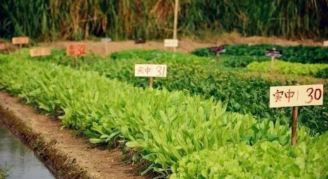 农庄餐饮怎么经营赚钱,怎么经营农家乐卖菜生意