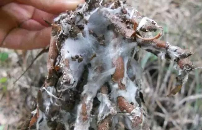 几种果树根部病害的症状识别与防治!