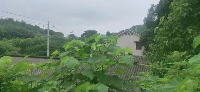 湖南陈先生30万自建农村小平房，有假山有菜园，占地1亩就是爽