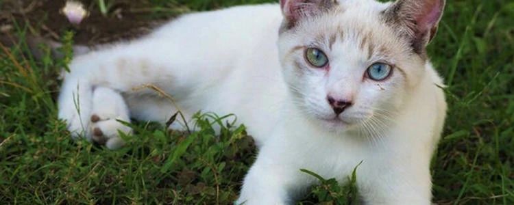 猫崽软便带血怎么办,成年猫咪便便有血什么原因