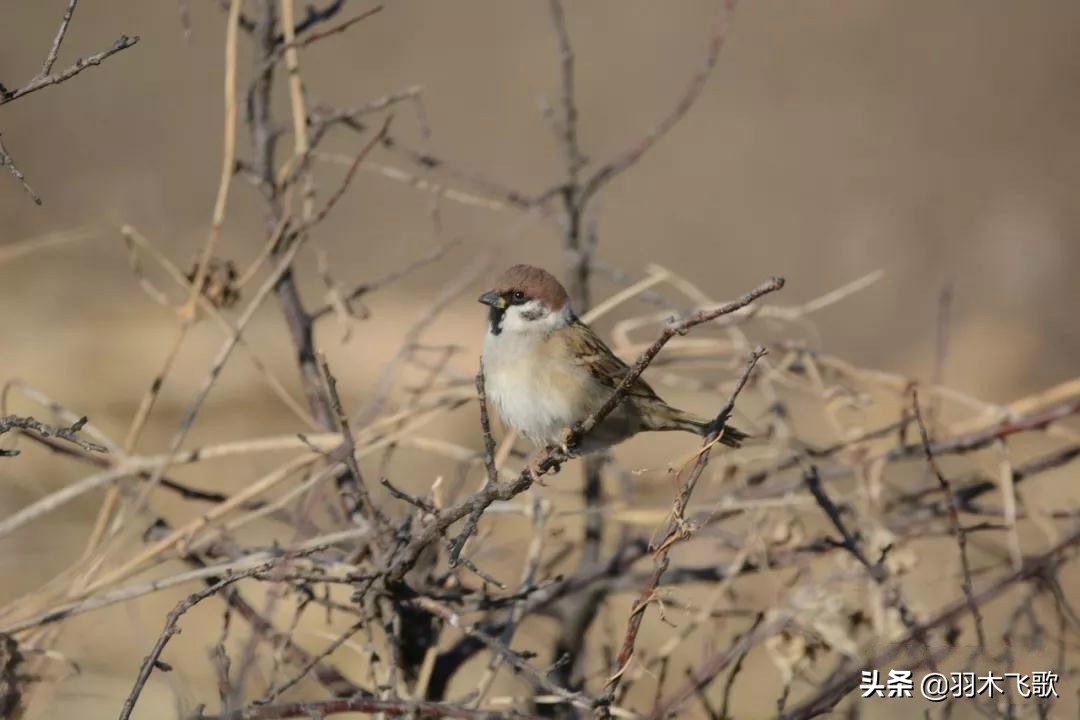 观鸟入门,观鸟小贴士