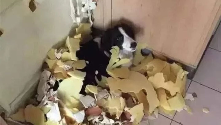 边牧犬的优点和缺点有哪些？成也聪明，败也聪明