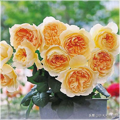 月季常见4种病,月季黑杆病怎么处理