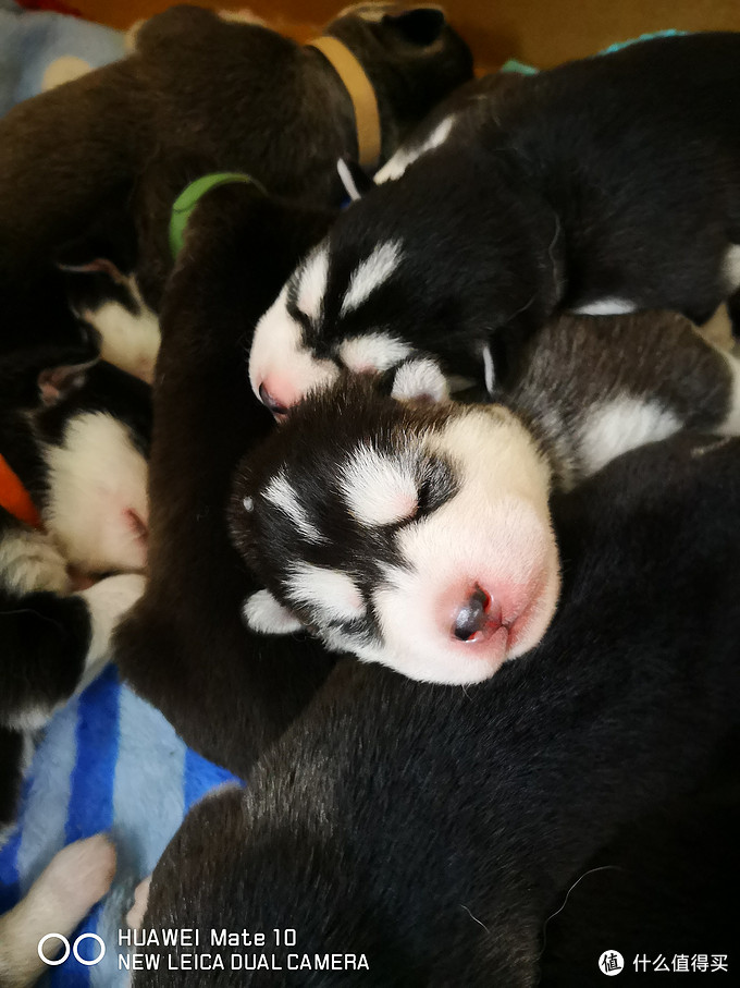 一次创世纪的生活体验—记哈士奇当妈妈