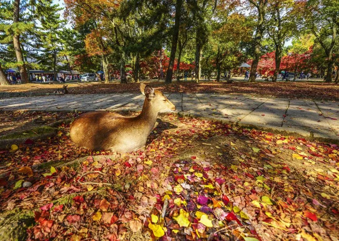 日本奈良的鹿有多厉害,日本奈良梅花鹿