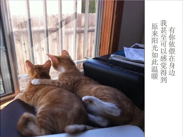 我只想说声爱你,只想再爱你一次