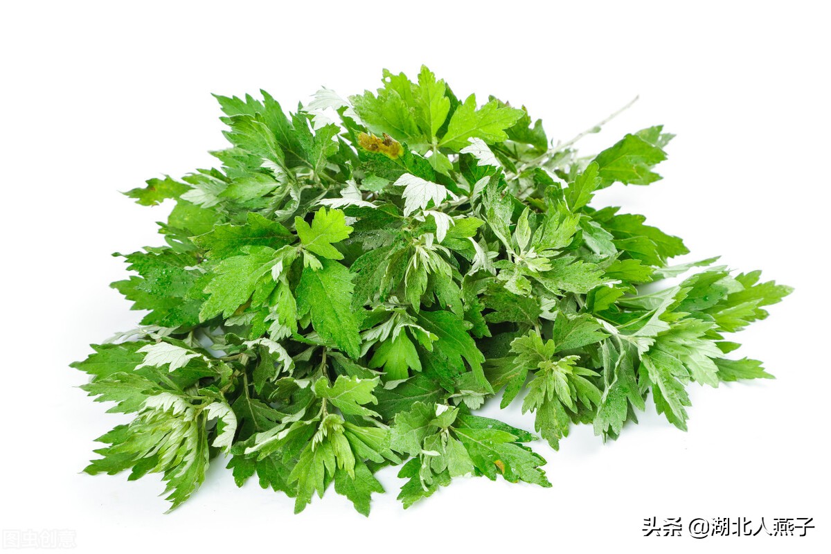 各种可以吃的野菜图片大全及名称 (100种野菜图片大全和名称和吃法)