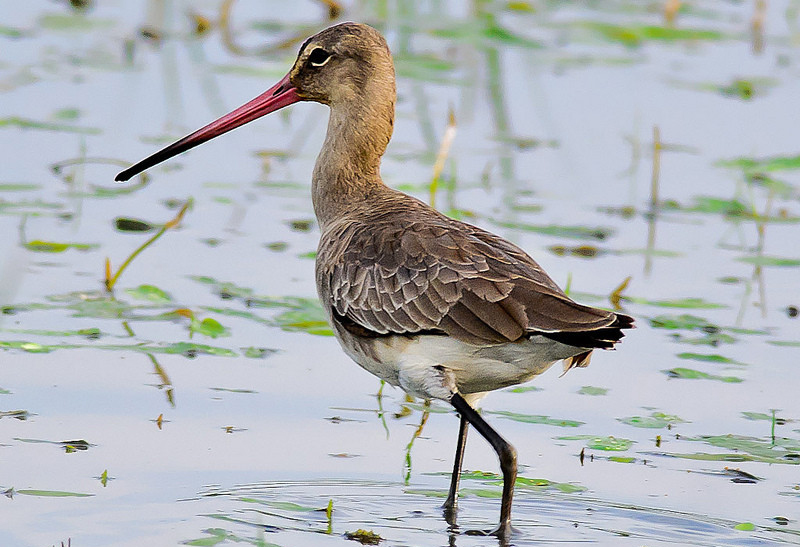 东江揽胜,惠州淡水常见鸟类图谱