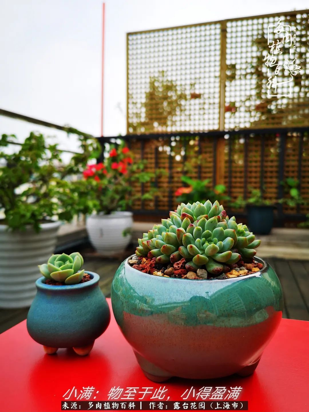 这6种多肉又粉又可爱萌翻少女心,粉粉萌萌的多肉有哪些