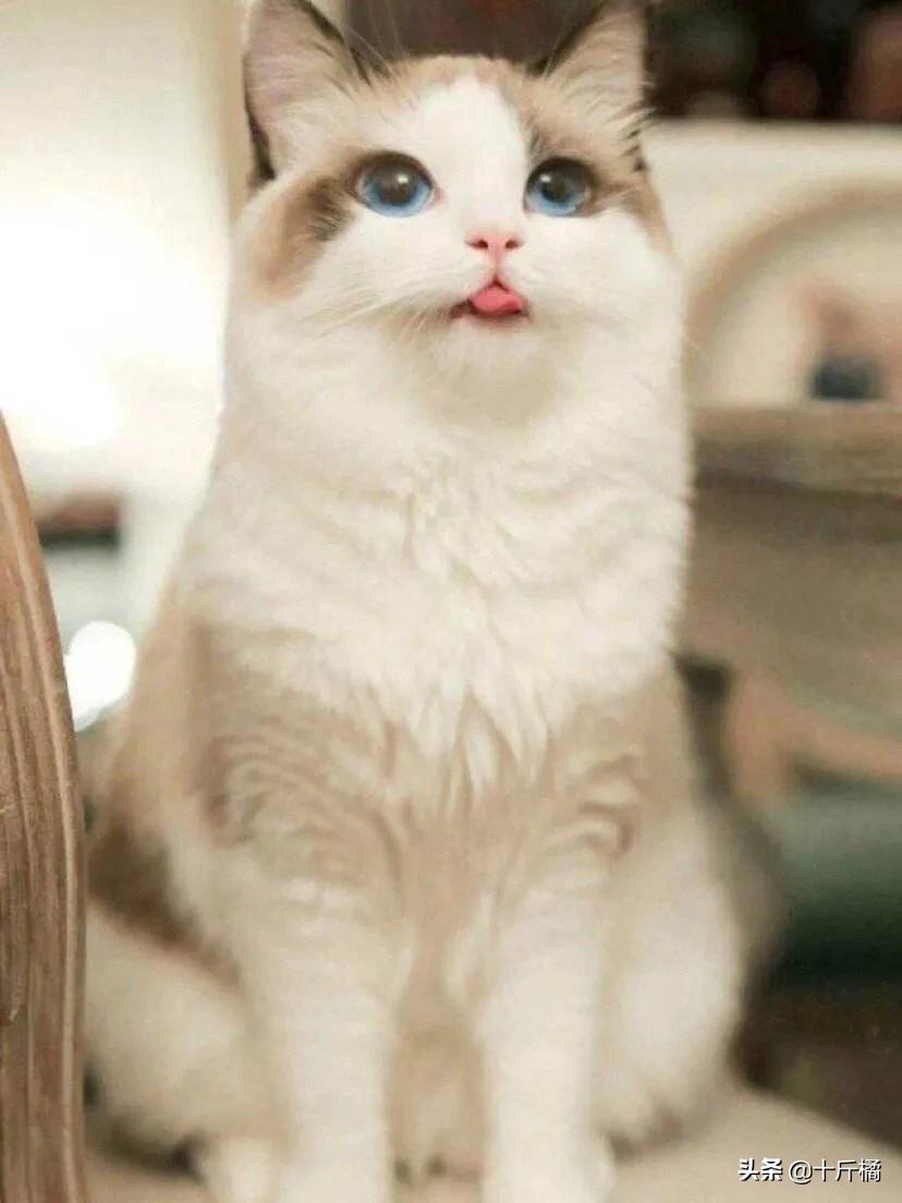 弓形虫不治会有什么危害,弓形虫是孕妇和胎儿的大敌