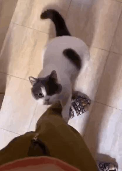 “因为一句话，我家猫在监控前守了一夜，彻夜未眠”