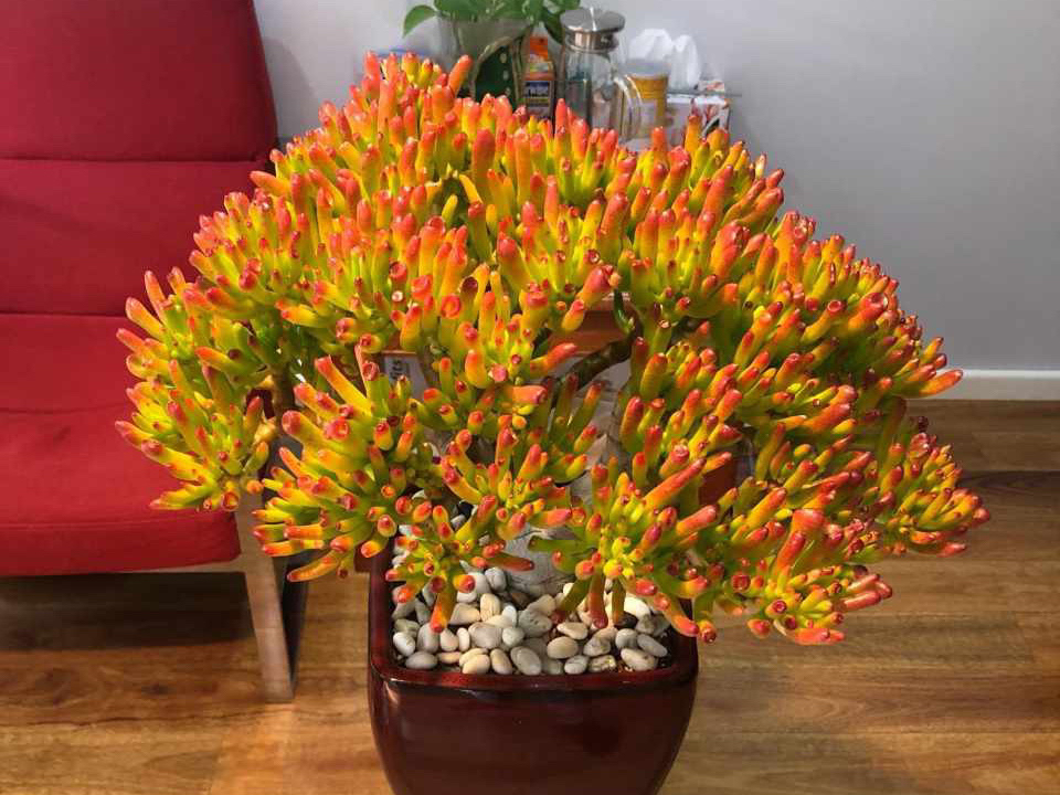 6种漂亮的富贵花好养好看还招财,6种长寿花能活一百年漂亮又吉利