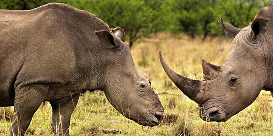 犀牛角为什么要被锯下来,为什么要把犀牛角割下来