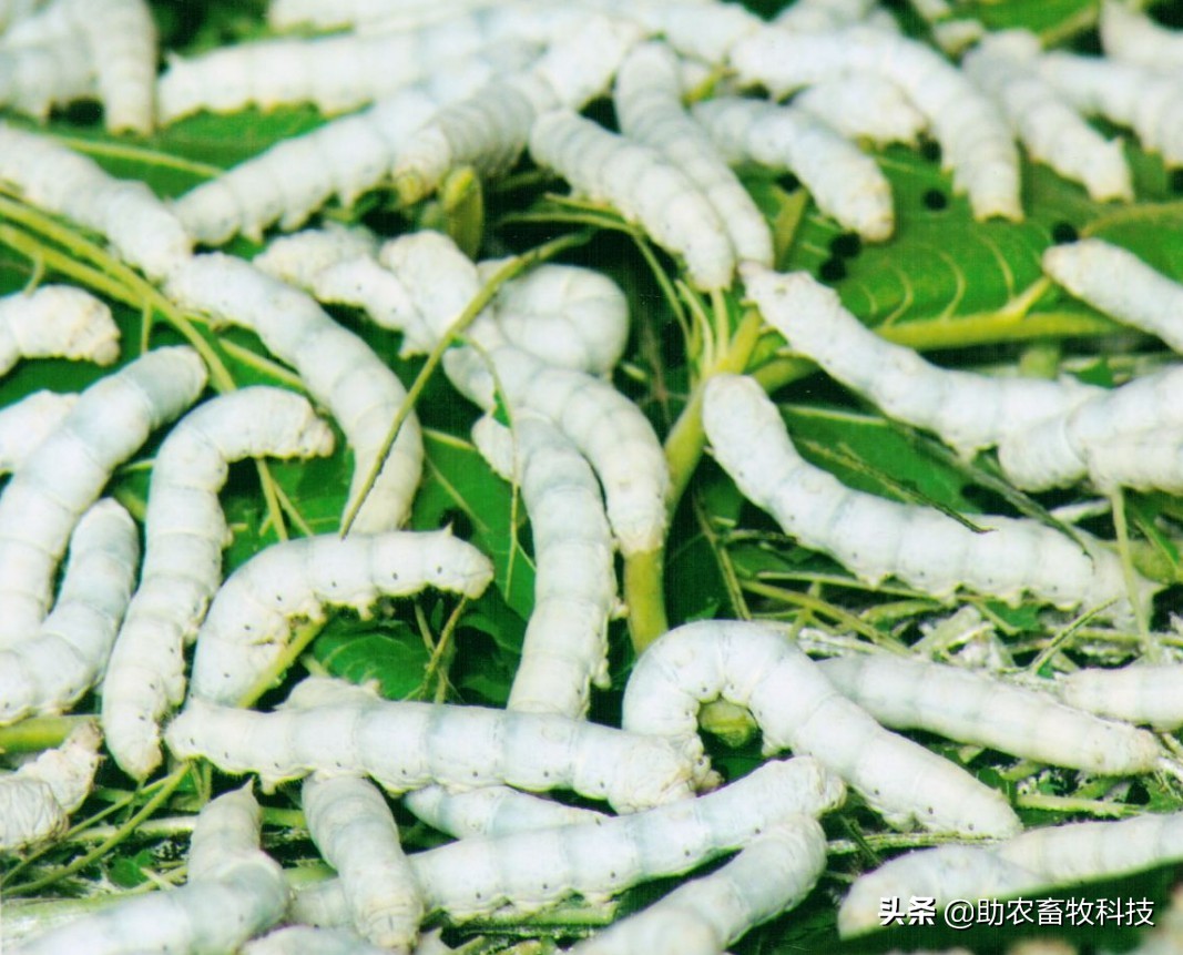 大棚桑蚕养殖新技术,养蚕提质增效技术