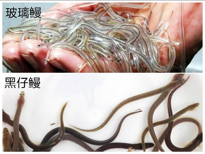 日本鳗鲡,日本鳗鲡介绍