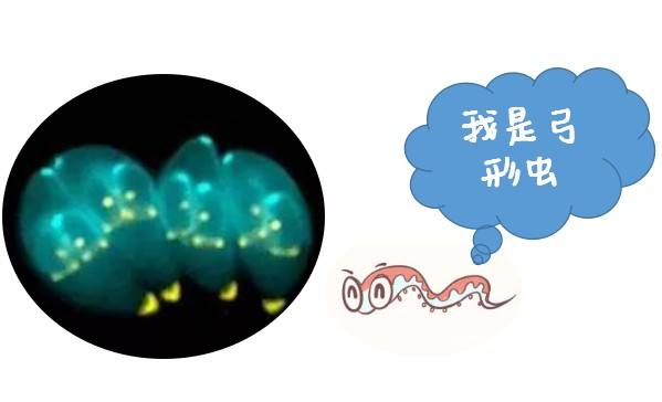 优生优育五项检查弓形虫数值,优生优育五项感染数据