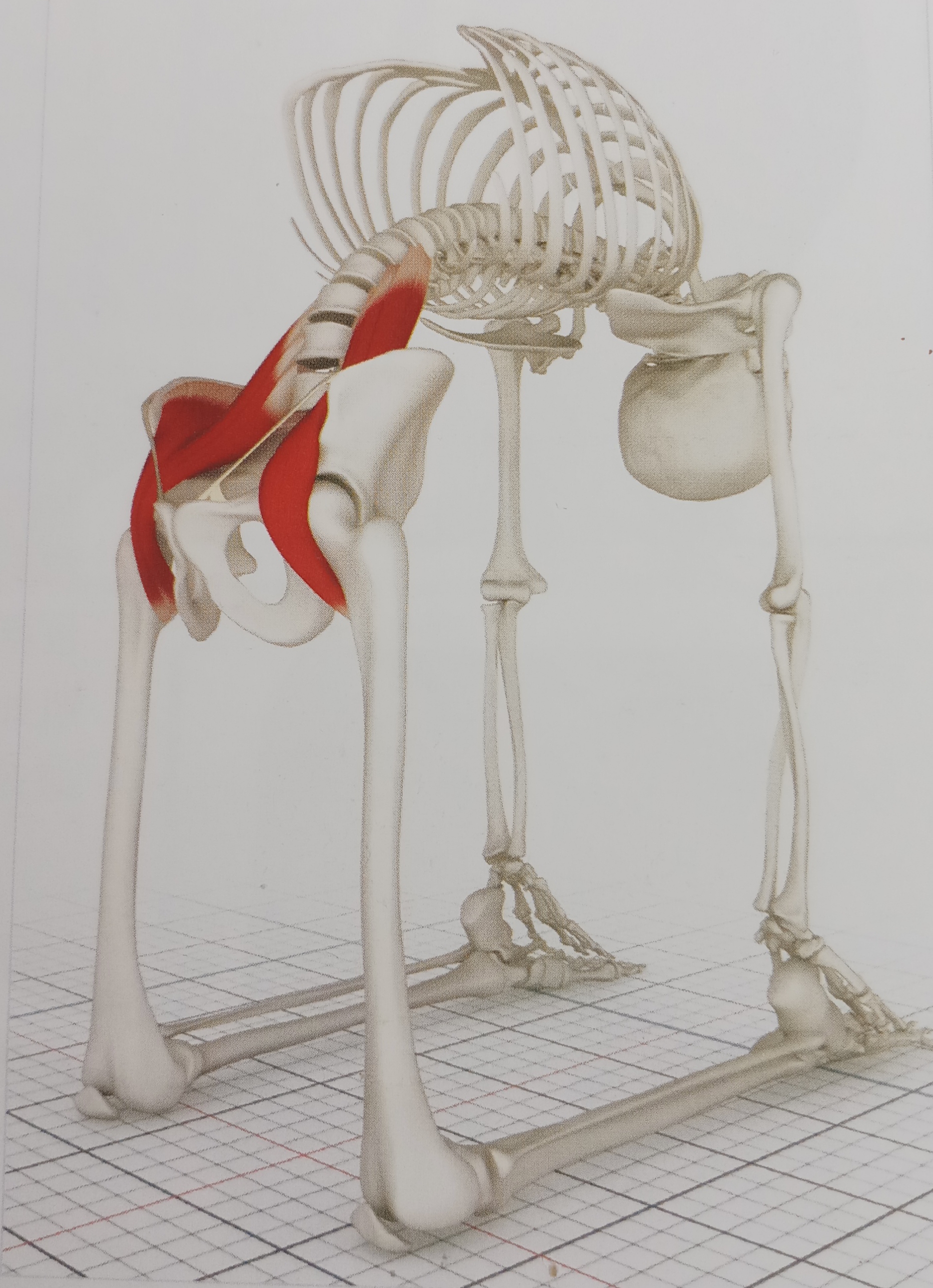 锻炼髂腰肌最有效方法图解,不懂健身动作练到的肌肉