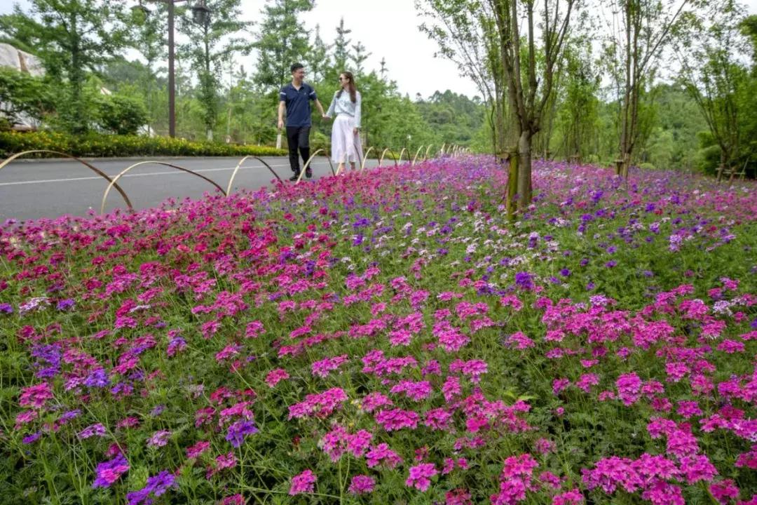 乐山市生态文明,庆祝新中国成立70周年特辑宣讲