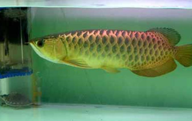 金龙鱼和红龙鱼怎么挑选,红龙鱼和金龙鱼怎样选品种