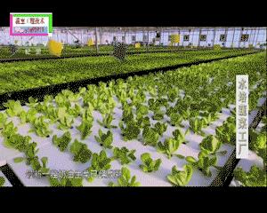 温室大棚种植常见的优点有哪些