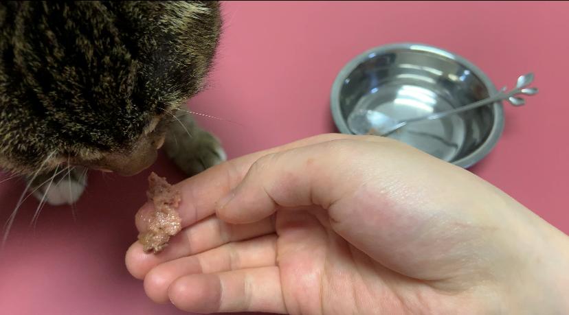 猫不吃罐罐怎么办,英短猫吃零食不吃主食咋办