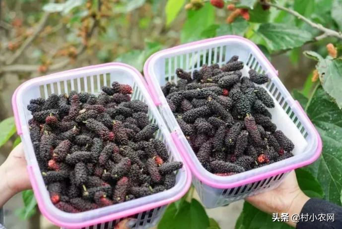 回乡创业搞养殖带动乡亲共致富,回乡创业致富路线图