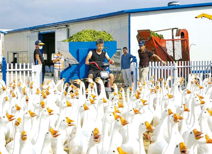 拔穷根龙象共舞同心共筑小康梦