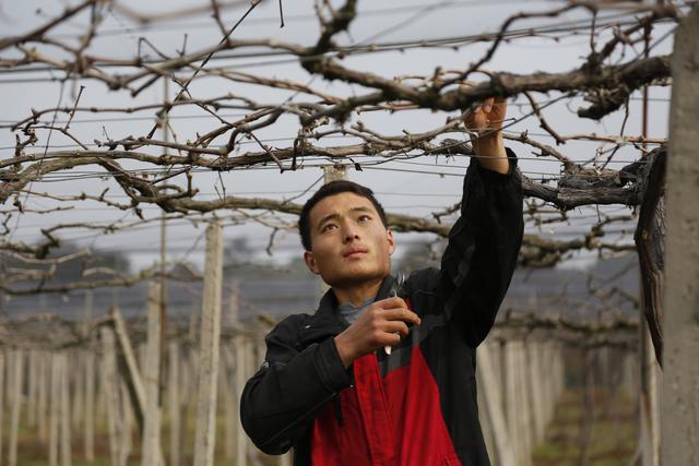 阳台葡萄种植技术书,阳台巨峰葡萄种植注意事项
