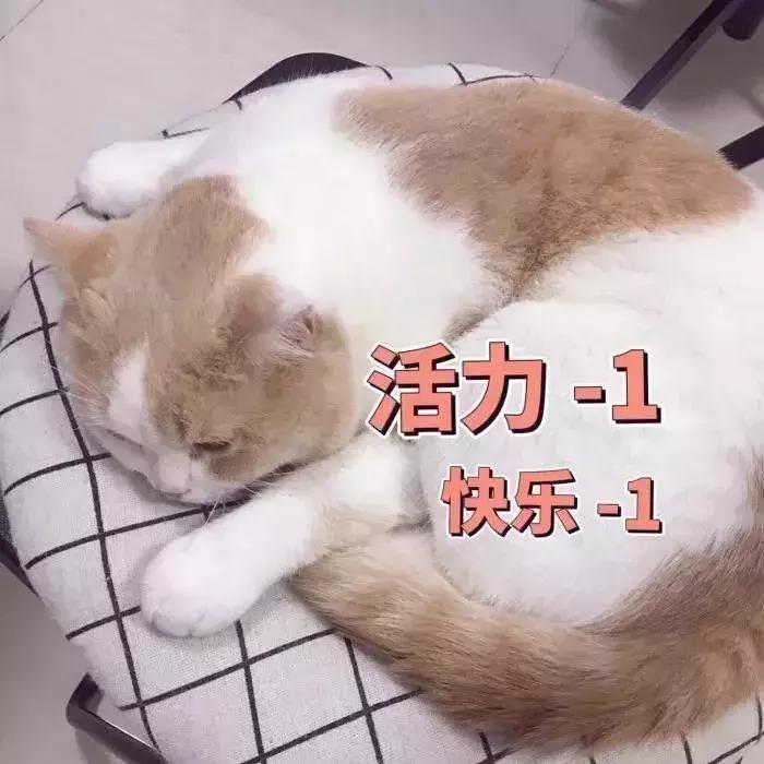 猫咪生病不吃东西只喝水怎么办,猫咪铲屎官的5种表现