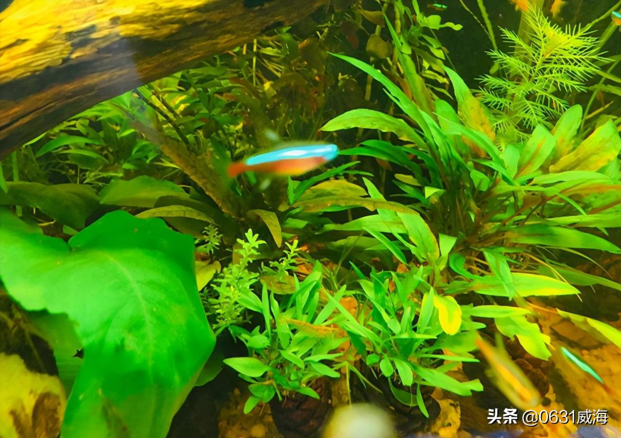 孔雀鱼小崽多久不死就算稳定了,孔雀鱼小崽怎么养才不会死