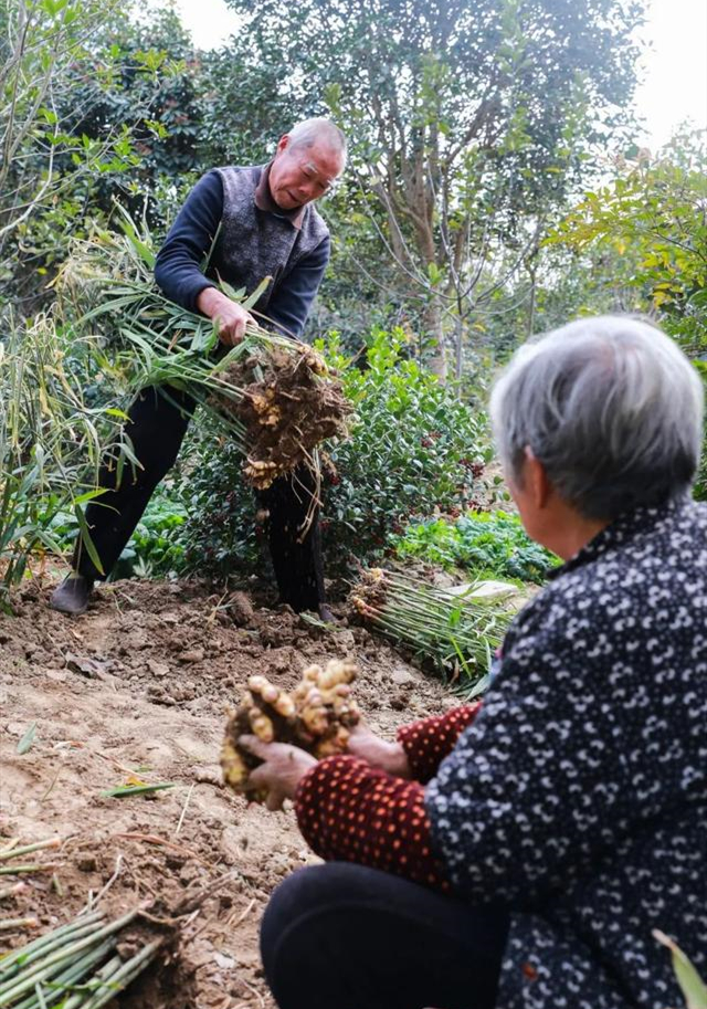 参加过1915年巴拉马博览会的州姜