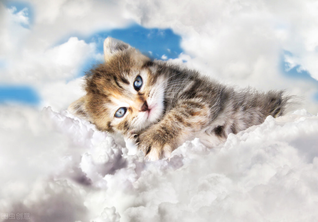 养猫咪新手猫咪护理入门必知,一月的猫咪要怎么养正确方法科普