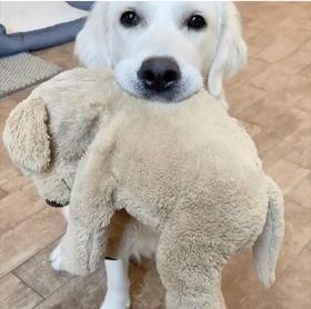 养什么狗好不爱叫,养什么狗不拆家不生病