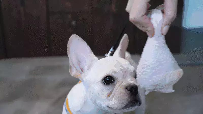 狗狗减脂狗粮怎么吃比较好,狗狗冻干主食狗粮怎么吃