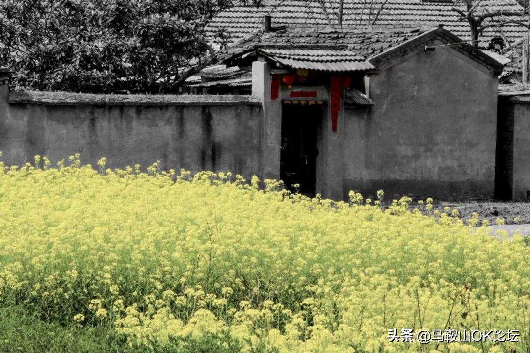 马鞍山滨江公园樱花开了吗,马鞍山雨山樱花