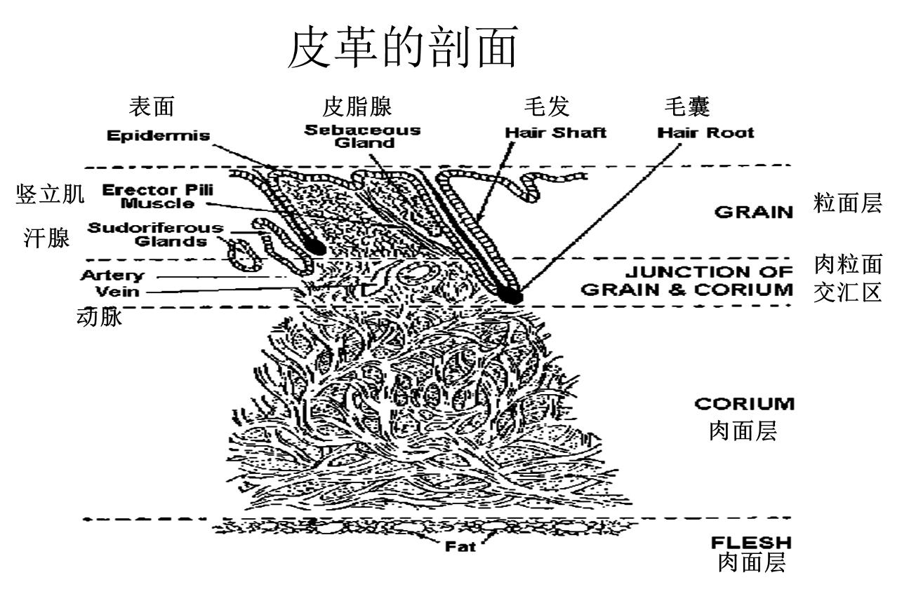 真皮座椅怎么介绍,座椅真皮构造