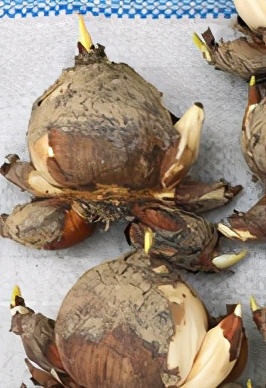 马蹄莲适合在客厅养殖吗,马蹄莲的介绍和养殖推荐