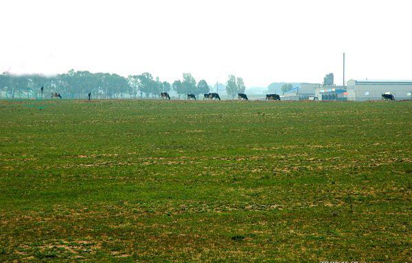 四子王旗乌兰花镇最新消息,四子王旗乌兰花最新情况