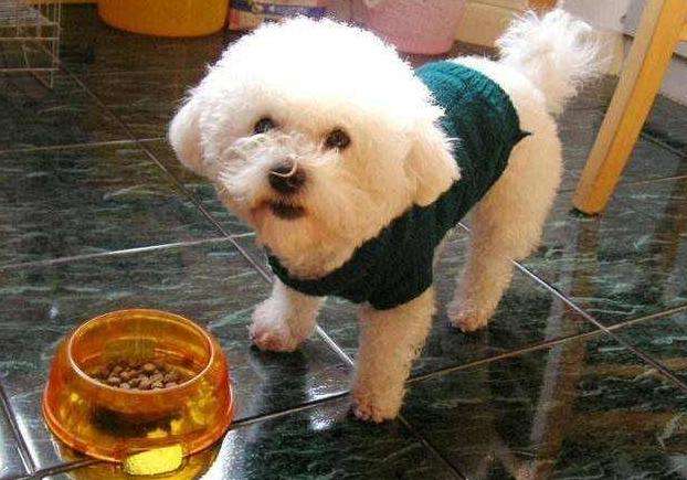 比熊犬的泪痕如何快速去除,比熊犬泪痕去掉小妙招